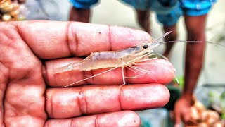 Freshwater prawn Rosenbergii farming in pond [upl. by Ott]