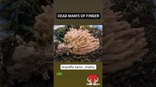 The Shocking Truth About Sponges fact sponge zoologyfacts [upl. by Melonie533]