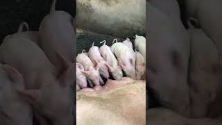 Backyard hog farming [upl. by Delgado]