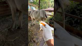 Penyuntikan obat vitamin pada sapi terkurus dikandang lembu shorts cow [upl. by Harri]