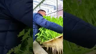 unique business ideas part 4 new farming techniques hydroponic farming [upl. by Hermosa693]