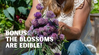 Tips for Cutting Back Your Chives and What You Can Do With Their Blossoms [upl. by Finegan]