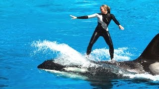 Amazing Show Of Killer Whale And Dolphin  Sea World  San Diego [upl. by Leahcin471]