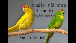 should you adopt a kakariki firsttime bird owner [upl. by Macintyre]