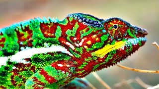 How Do Chameleons Change Color [upl. by Nabois]