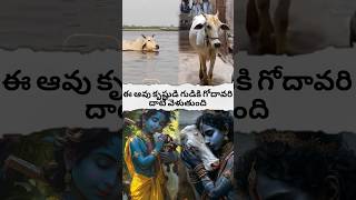 cow crosses the Godavari to the temple of Krishnashortsfeed hanumangod avtelugutalks [upl. by Nomed]