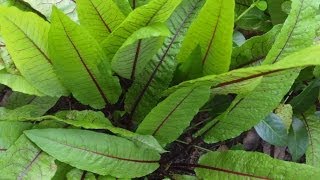 My favorite LowGrowing Perennials amp Flowers for Garden Borders  Perennial Garden [upl. by Wilmott]