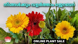 നിങ്ങൾക്കും വളർത്താം ജെറബറ  Gerbera Plant Online Sale [upl. by Barker478]