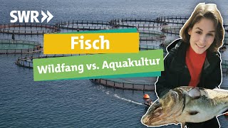 Fisch aus der Zucht oder wild gefangen Was ihr beim Einkauf beachten könnt I SWR Ökochecker [upl. by Etnovaj]