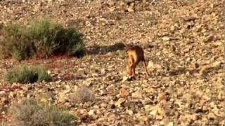 Podenco canario persigue un conejo en Fuerteventura pero [upl. by Tooley797]