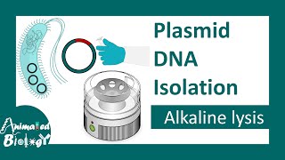 Plasmid DNA isolation  Alkaline lysis method  molecular biology [upl. by Shulock166]