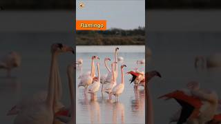 Flamingo Sounds 🦩Beautiful Pink Birds [upl. by Alleusnoc]