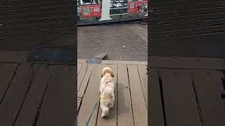 Tintin First Time Lonch E uthlo🐕 লঞ্চ এ উঠলো Tintin🐕  youtubeshorts doglover lonch speedboat [upl. by Allan]