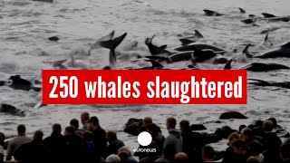 GRAPHIC Mass slaughter of around 250 whales caught on film [upl. by Llerod142]