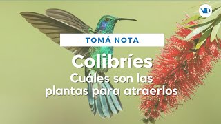 Las Mejores flores para atraer Colibríes [upl. by Johnna]