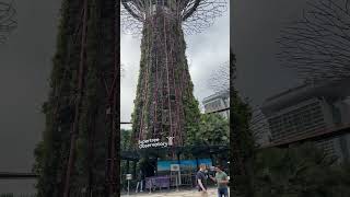 Gardens by the Bay  Singapore [upl. by Klotz]