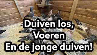 Duiven los  Voeren  de jonge duiven  Postduiven [upl. by Eiramnwad]