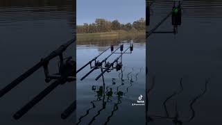 carpfishing karpervissen fish fishing natuur fishingvideo [upl. by Aleekahs685]