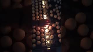 Egg candling 🥚poultry viralvideo egg birds popular [upl. by Atekan]