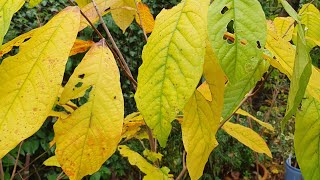 Update on my Pawpaw Asimina Triloba Trio 3 Trees in 1 Hole [upl. by Lanford545]