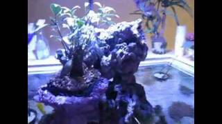 Tony Nguyen saltwater aquarium fish tank reef living  my island bonsai tank [upl. by Rehsa]