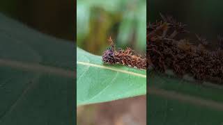 Caterpillar of Commander Butterfly Moduza procris milonia nature [upl. by Illoh375]