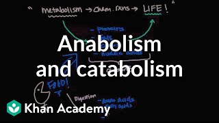 Overview of metabolism Anabolism and catabolism  Biomolecules  MCAT  Khan Academy [upl. by Mcconnell]