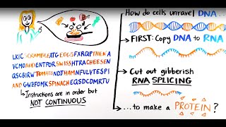 What is RNA splicing [upl. by Ettennad]