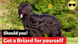 Briard  Should You Get Yourself This Amazing Breed [upl. by Dannica]