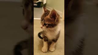 Il est trops adorable 😍😍 catlover cat cute pet kitten [upl. by Lolande]