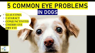 5 Common Eye Problems in dogs  The Palleidoscope veterinaryophthalmology [upl. by Allemap]