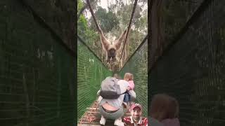 Gibbon swings over family while crossing a bridge chimpanzee monkey anime funny comedy shorts [upl. by Coreen]