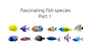 Fascinating Fish Species  Part 1 [upl. by Kronfeld]