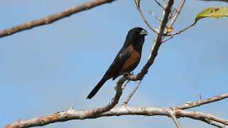 Canto del Semillero curióSporophila angolensisChestnutbellied SeedFinchJOTA AVES DEL GUAINÍA [upl. by Ainuj]