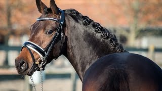 4 years old dressage pony for sale v Nia Domo Bolero [upl. by Luce]