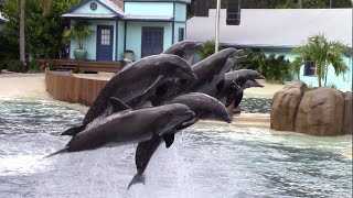 Dolphin Adventures NEW Show  SeaWorld Orlando  May 29 2021 [upl. by Cigam249]