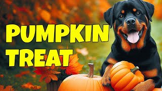 Pumpkin Dog Treats Changed My Pets Life [upl. by Gnilsia769]