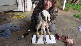 StepbyStep Disbudding and Tattooing Baby Goats for ADGA Registration [upl. by Asertal776]