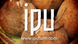 Ipu heke  Ipu Farm [upl. by Nnaul]