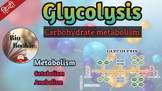 Glycolysis  Carbohydrate Metabolism  Catabolism and Anabolism [upl. by Naawaj146]