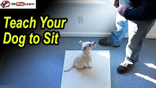 How to Train Your Dog To Sit Clicker Training [upl. by Akcinehs]