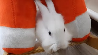 Funny FLUFFY BUNNY playing 😍 [upl. by Reppep]