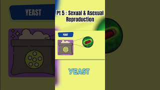 Part 5 🧬Reproduction Basics Sexual vs Asexual  Shorts [upl. by Esorbma]