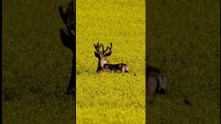 Mule deer in the blooming Canola nature muledeer outdoors [upl. by Hulen448]