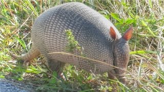 Nine Banded Armadillo Up Close [upl. by Revlis889]