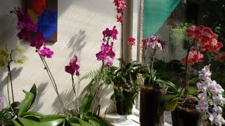 ORCHID BOY MY 37 PHALAENOPSIS ORCHIDS REBLOOM [upl. by Micco]