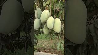 low hanging fruits mango [upl. by Lebasiram]