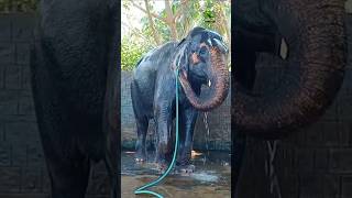 The Elephant is bathing itself 🐘WildlifeAdvantureInHindi wildlifebd NickWildlife [upl. by Shulem]