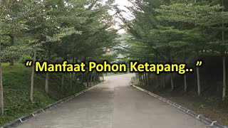 Manfaat Pohon Ketapang Kencana Terminalia Mantaly [upl. by Yearwood]