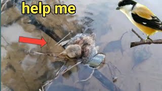 baby bird almost dies as a result of being swept into the river bird eps 244 [upl. by Aicilihp]